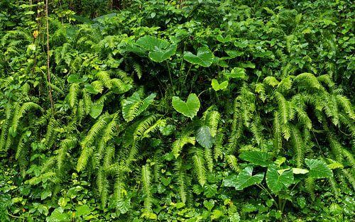 Wall of ferns