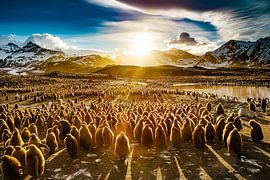 Penguins by Truckpowerr