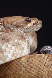 Red Diamond Rattlesnake (Crotlus ruber) by Ronald Pol