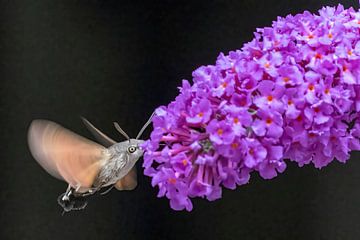 Hummingbird butterfly (Macroglossum stellatarum) by Michelle Peeters