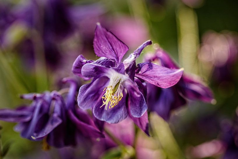 Columbine by Rob Boon