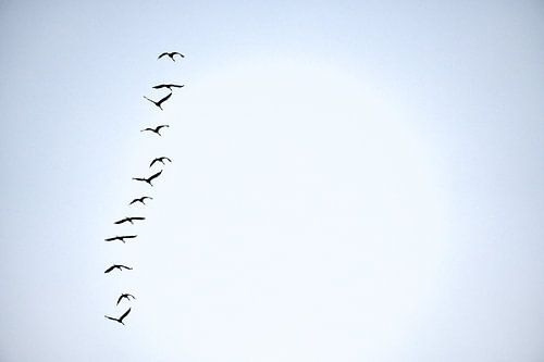 Kraanvogels vliegen in de lucht