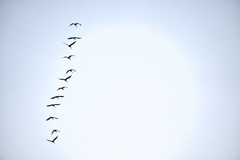Kraanvogels vliegen in de lucht van Martin Köbsch
