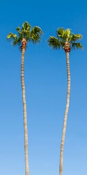 Idyllic Palm trees by Melanie Viola