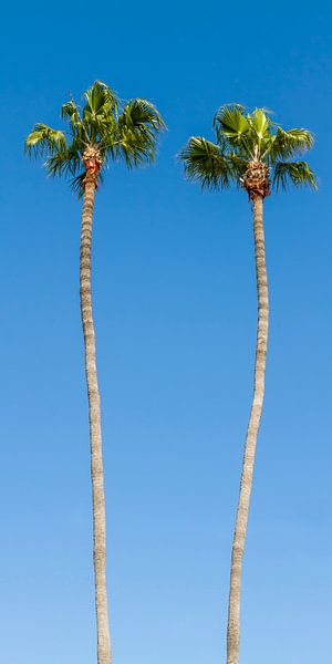 Palmbomen idylle van Melanie Viola