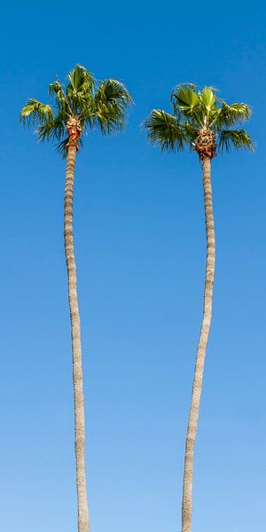 Idyllic Palm trees by Melanie Viola