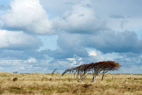 Bomen op Vlieland