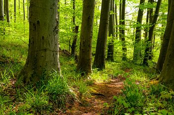 Idyllischer Weg durch einen Wald im Frühling