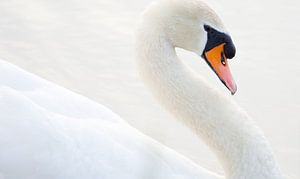 Swan by Anne Koop