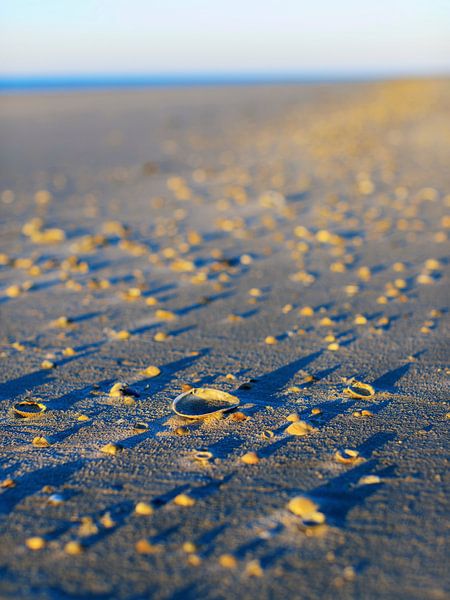 Schiermonnikoog - Schelpengordel van Dan Photo Shaman