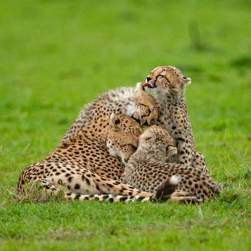 tedere cheeta's van Peter Michel