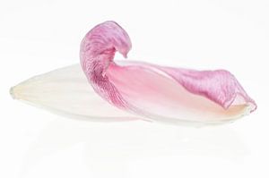 Graceful (Abstrakt mit 2 Tulpenblättern)