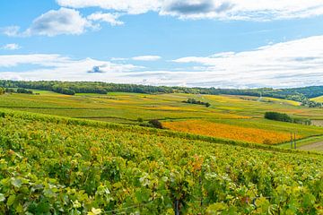 La région de Champagne en France avec les plantations de raisins sur Ivo de Rooij