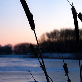 flower of broadleaf cattail by Andrea Ooms