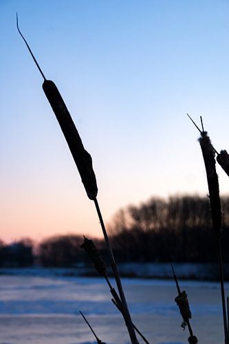 Pulvérisation de scirpe sur Andrea Ooms