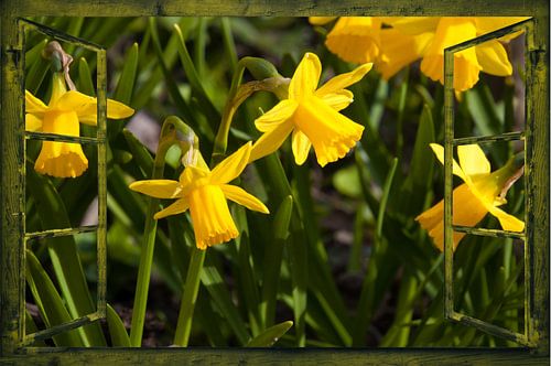 Raam uitzicht - narcissen