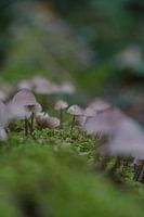 Een kleine leger paddenstoelen