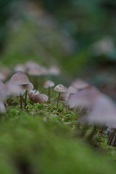 Een kleine leger paddenstoelen van Wesley Klijnstra