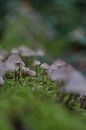 Eine kleine Armee von Pilzen von Wesley Klijnstra Miniaturansicht