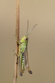 Sauterelle en pleine ascension