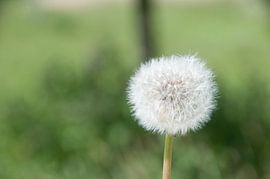 Löwenzahn (Fussel) von Marc van Gessel