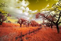 Orange à l'étage