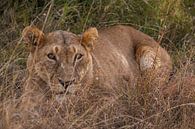Lionne à Ol Pejeta Kenya par Andy Troy Aperçu