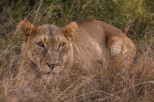 Lioness in Ol Pejeta Kenya