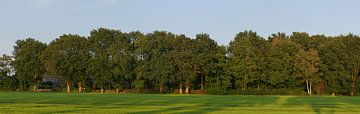 Drenthe, prairies et chênes. sur Wim vd Neut