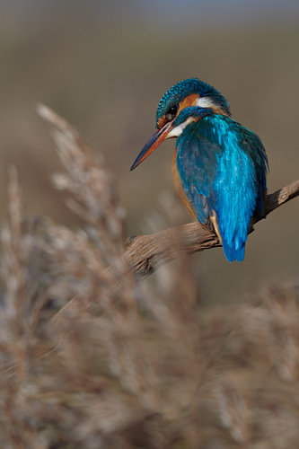 IJsvogel - Door het riet