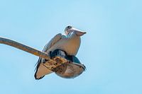 Australian chilling pelican