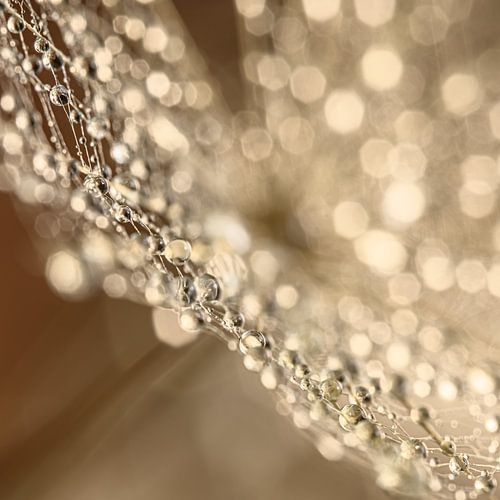 Druppels hangend aan het spinnenwebachtige pluis van een morgenster (Tragopogon)