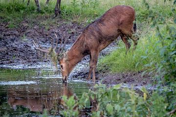 Pater Davids hert by Randy van Domselaar