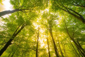 Atmosphärischer Wald im Herbst mit Nebel in der Luft