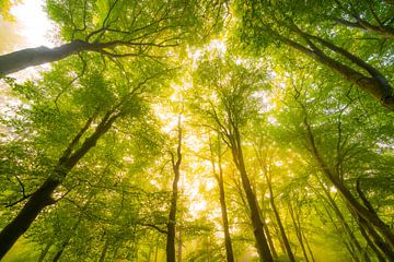 Sfeervol bos in de herfst met mist in de lucht van Sjoerd van der Wal Fotografie
