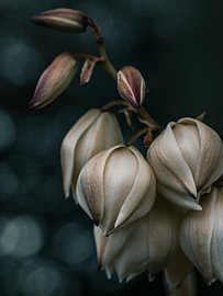 Yucca en fleur