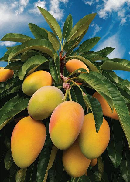 Mangoparadijs van Mita Tri Wahyuni