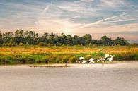 Schildmeer by P Kuipers thumbnail