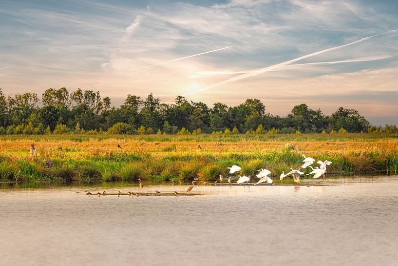 Schildmeer by P Kuipers