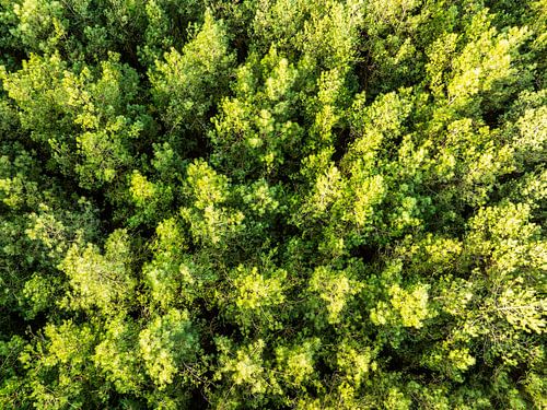 Pine tree forest during winter seen from above  by Sjoerd van der Wal Photography