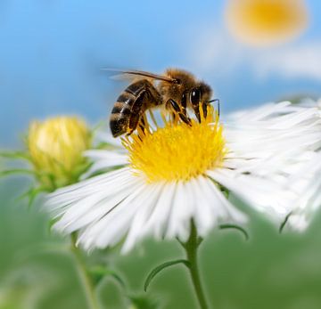 Biene auf einer Aster Blüte von ManfredFotos