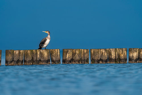 Kormoran