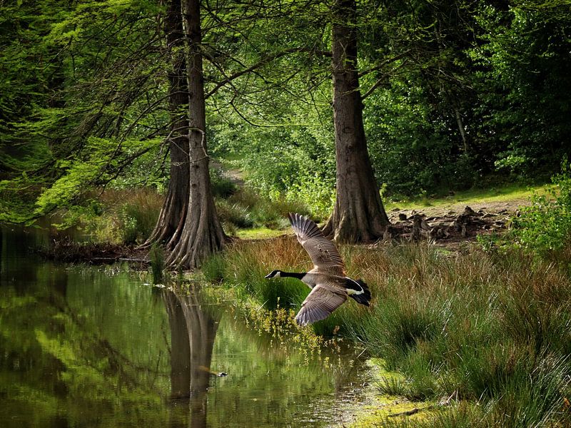 Wandelbos von Laura van Grinsven