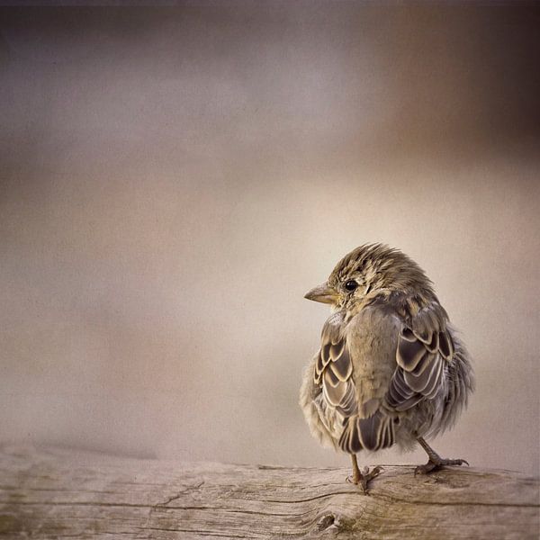 Boules de plumes par Daniela Beyer