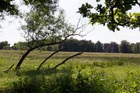 Boomstammetjes geven mee met de wind in het Mechels Broek