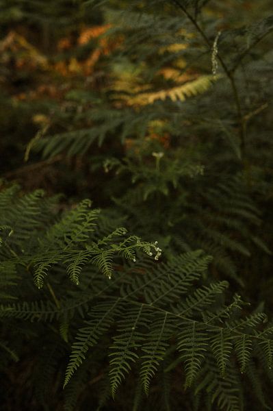 Imagine yourself in the forests of southern France by Lieselot Engelen