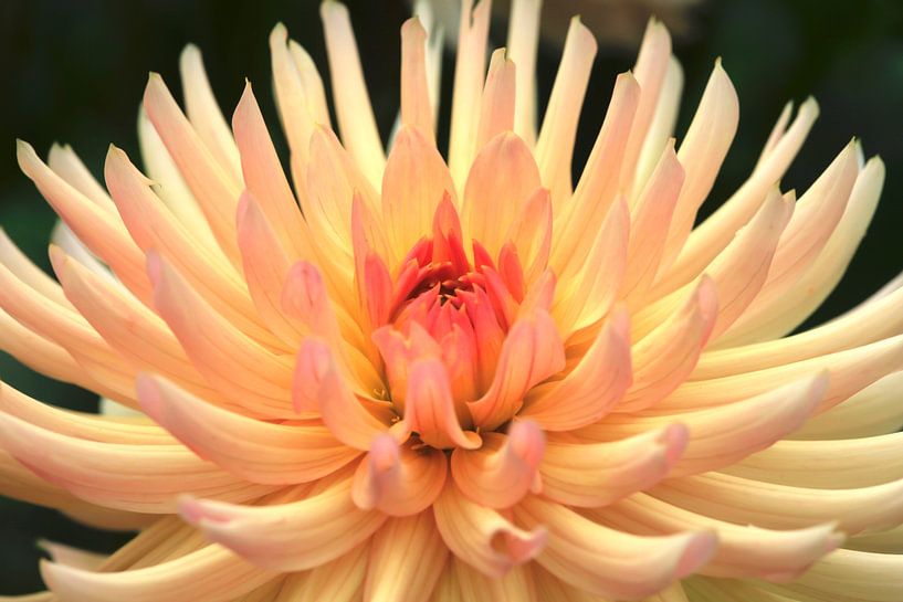 Dahlia by Thomas Jäger