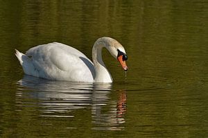 Swan comes with beak out of the water von Leo Huijzer