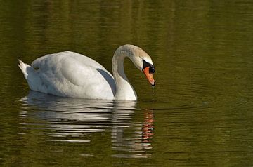 Swan comes with beak out of the water by Leo Huijzer