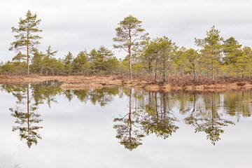 Natur | Wald und See im Estland 2 von Servan Ott